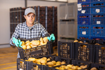 Focused man working in warehouse of agricultural processing factory, stacking plastic boxes with selected organic potatoes..