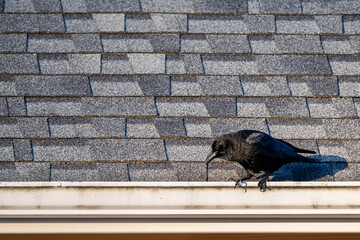Obraz premium Crow perched on an asphalt shingle roof gutter, focused and intently looking down 