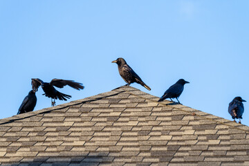 Crow perched on the peak of asphalt shingle roof, with other crows for company
