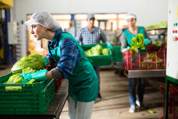Busy young female worker of vegetable sorting and processing factory arranging selected fresh...
