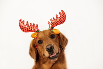 The surprised muzzle of a golden retriever dog in a Christmas costume with deer antlers on a white...