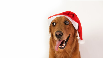 Banner with a golden retriever dog wearing a Santa hat and sticking out his tongue on a white background. Free space for text, the dog is looking to the side. Christmas dog dressed as Santa.