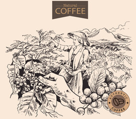 Banner and brochure template of coffee tree and farmer on sketch ink drawing for label packaging, sticker, poster, promotion, banner, t-shirt, tote bag, stamp.