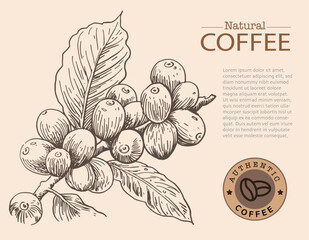 Banner and brochure template of coffee tree and farmer on sketch ink drawing for label packaging, sticker, poster, promotion, banner, t-shirt, tote bag, stamp.
