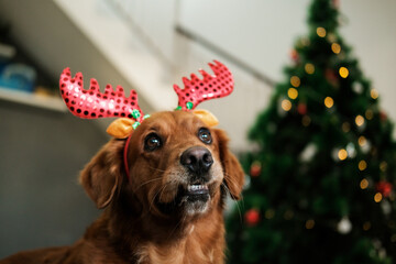 Funny face of a Christmas dog of the Golden Retriever breed in a red hat with deer antlers on the background of a Christmas tree with decorations and garlands.