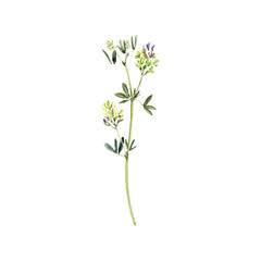 Fototapeta na wymiar watercolor drawing plant of lucerne , alfalfa with green leaves and flowers, Medicago sativa, isolated at white background, natural element, hand drawn botanical illustration