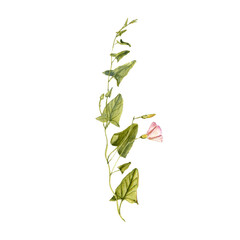 watercolor drawing plant of field bindweed with green leaves and flowers,Convolvulus arvensis , isolated at white background, natural element, hand drawn botanical illustration