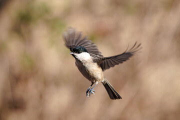 쇠박새 marsh tit
