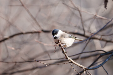 쇠박새 marsh tit