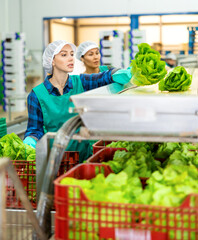 Caucasian and asian women sorting fresh lettuce during work day in vegetable factory.