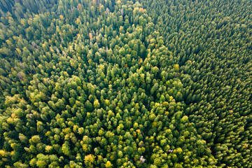 Aerial view of green pine forest with dark spruce trees. Nothern woodland scenery from above