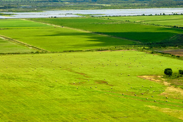 Naklejka premium Agricultural cultivated field in summer season with growing crops. Green farm fields. Farming and agriculture industry