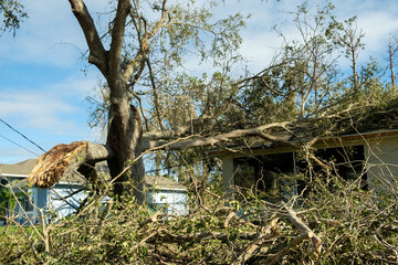 Damage to Florida house roof from uprooted tree after hurricane. Insurance claim on destroyed home. Aftermath of natural disaster concept