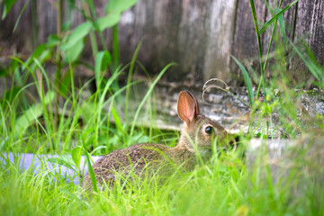 Grey small hare eating grass on summer field. Wild rabbit in nature