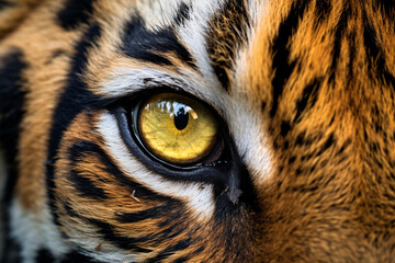 Tiger animal eye, closeup image - obrazy, fototapety, plakaty