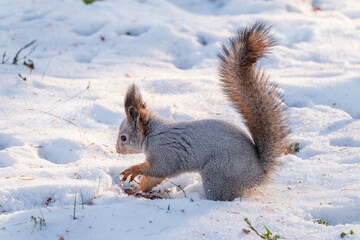 The squirrel in winter sits on white snow.