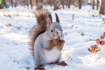 The squirrel in winter sits on white snow.