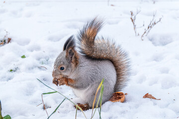 The squirrel in winter sits on white snow.