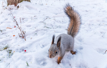 The squirrel in winter sits on white snow.