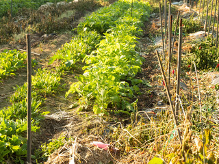 Fototapeta premium Vegetables in a country field