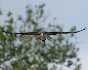 Osprey in Flight while hunting