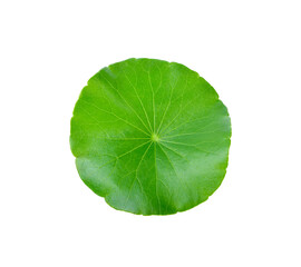 gotu kola, asiatic pennywort, centella asiatica, ayurveda herbal transparent png