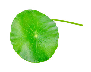 Leaf of Gotu kola, Asiatic pennywort, Indian pennywort transparent png