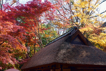 Traditional Japanese-style house roofs and autumn leaves.
