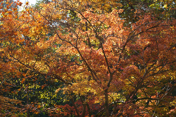 Maple leaves changing color in the morning sunlight in autumn.