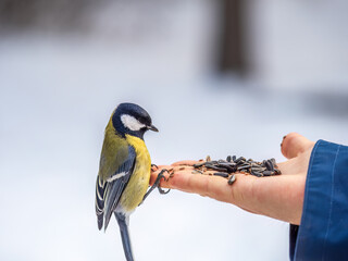 A tit sits on a man's hand and eats seeds.