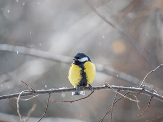 Cute bird Great tit, songbird sitting on a branch without leaves in the autumn or winter.