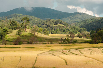 rice terraces in the mountain  - Mae Hong Son, Thailand