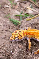 shot on an orange leopard gecko playing on the ground