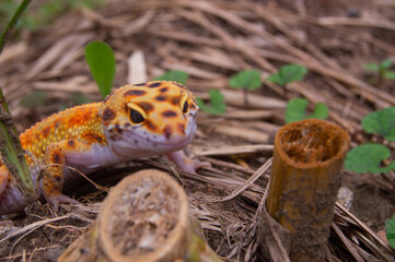 shot on an orange leopard gecko playing on the ground