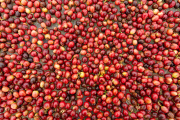 background of coffee beans prepared for dry