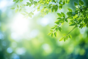 Fototapeta na wymiar Blurred bokeh background of fresh green spring, summer foliage of tree leaves with blue sky and sun flare