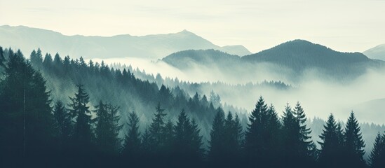 Obraz premium Vintage retro hipster style misty foggy mountain landscape with fir forest and empty area
