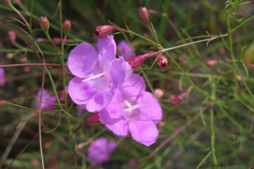 Beautiful pink false foxglove flowers in Florida nature, closeup © natalya2015
