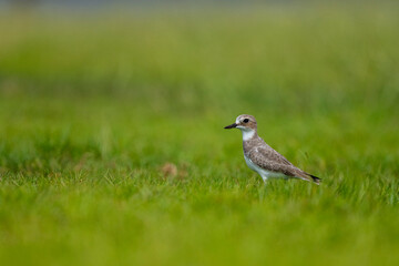 Charadrius leschenaultii, Greater Sand Plover, Saudi Arabia