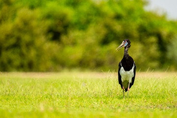 Abdim's Stork, Ciconia abdimii. Saudi Arabia