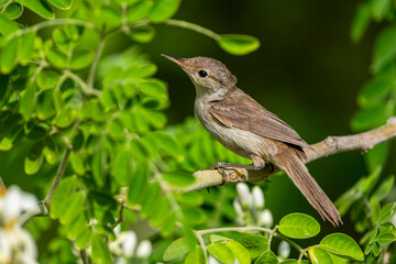 Obraz premium Eastern olivaceous warbler, Iduna pallida. Saudi Arabia