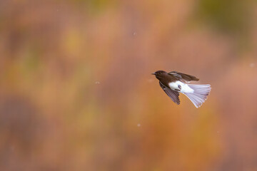 A black phoebe feeding on mosquitos at Lost Lake, near Fresno, California.