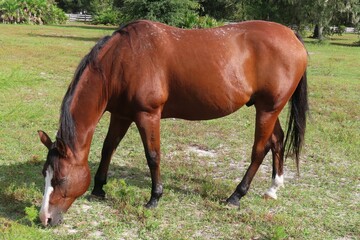 Naklejka na ściany i meble Red thoroughbred horse grazing on grass in Florida farm, closeup