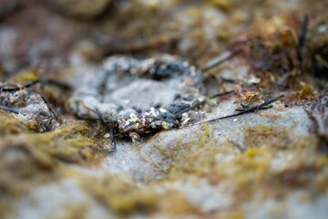 anemones on the beach in the sand in Tasmania australia in summer at low tide