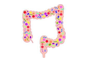 大腸の腸内フローラ