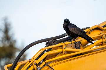 Crow perched on construction equipment, work site detail
