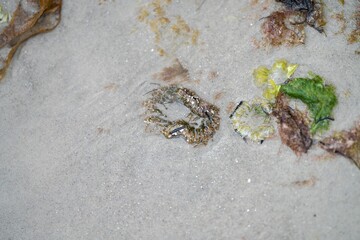 hand poking an anemones on the beach in the sand in Tasmania australia. sticking your finger in anemone