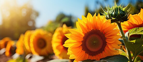 Fototapeta premium Sunflowers in a pumpkin patch on a sunny autumn day.