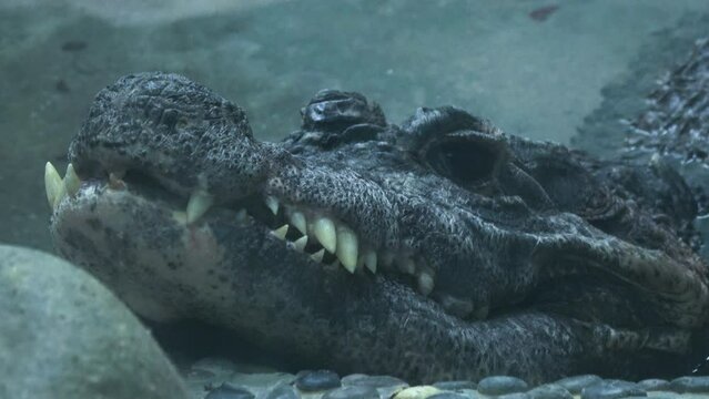 Closeup shot of the face of the Dwarf crocodile relaxing in the water pool. 4K  
Shot at Asa Zoo in Hiroshima, Japan. Nov. 15, 2023