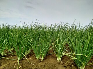 pink onion plants in the field